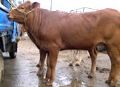 山西肉牛养殖育肥牛效益 育肥羊的纯利润