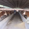 山东肉牛养殖育肥牛效益 育肥羊的纯利润