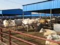青海肉牛养殖育肥牛效益 育肥羊的纯利润