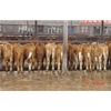 内蒙肉牛养殖育肥牛效益 育肥羊的纯利润