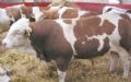 湖南肉牛养殖育肥牛效益 育肥羊的纯利润
