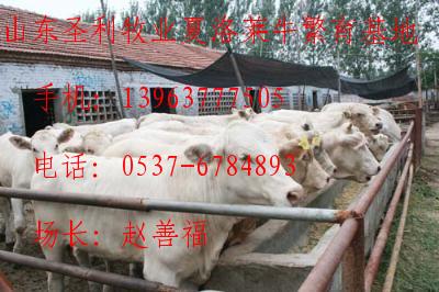 肉牛养殖肉牛价格肉牛养殖技术中国肉牛网