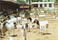 肉牛养殖基地优质肉牛种牛种羊波尔