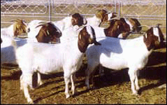 牧业牛羊养殖基地种牛羊肉牛羊改良