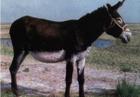 西门塔尔牛	华龙牧业肉驴品种介绍