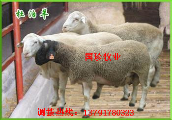 重庆现在有没有黑头的山羊品种呀