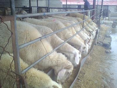 山西近期杜泊绵羊国宝小尾寒羊养殖价格