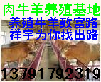 养牛羊养肉牛肉牛价格牛羊信息牛羊前景行情