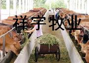 牛羊价格中国最大的牛羊网中国牛羊网牛