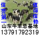 牛羊网肉牛肉羊养殖基地牛羊良种基地