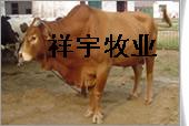 肉牛养殖效益分析肉牛效益分析肉牛市场