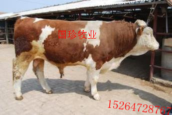 2014年1月19日内蒙古地区最新肉牛价格走势