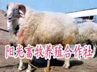 小尾寒羊价格波尔山羊育肥效益