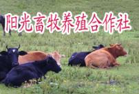 山东最大的肉牛交易市场肉羊养殖效益