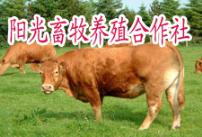 养殖利木赞牛市场行情鲁西黄牛价格