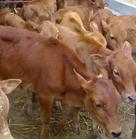 饲养肉牛 喂牛犊 肉牛养殖效益分析
