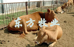 肉牛 肉牛犊 种牛 改良肉牛