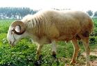养牛	肉羊养殖场肉羊品种肉羊品种介绍