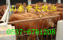 沧州卖肉牛犊的沧州卖牛的厂家沧州养那