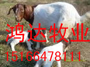安徽省波尔山羊价格波尔山羊养殖波尔山羊养