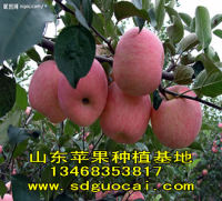 灵武  美八苹果批发基地