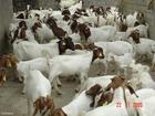 2010年楚雄彝族自治州肉牛养殖