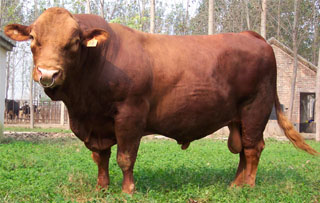 2010年甘肃白银肉牛养殖