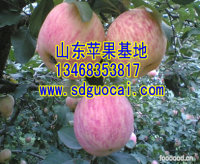 山东临朐县红富士苹果基地山东临朐县红富士苹果产地