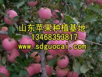 山东泗水县红富士苹果基地山东泗水县红富士苹果产地
