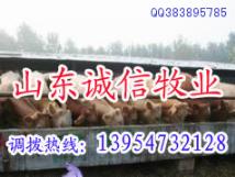 养肉牛利润山东肉牛养殖