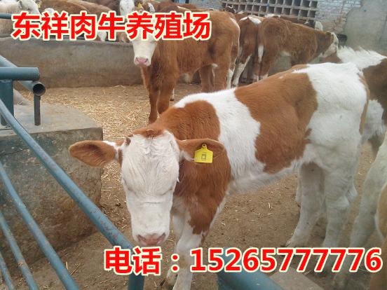 肉牛养殖场15265777776邯郸成安县杜泊羊养殖视频