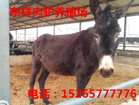 山羊养殖15265777776甘孜藏族自治州理塘县肉驴养殖利润