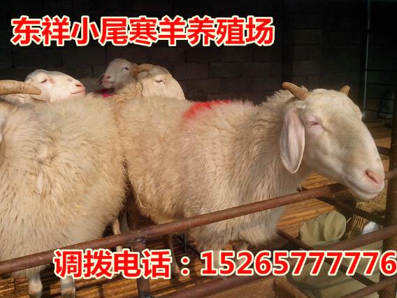肉羊15265777776广州越秀区肉牛犊价格