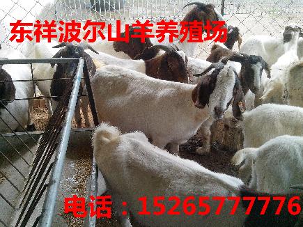 屠宰羊价格15265777776保定涞源县纯种杜泊绵羊