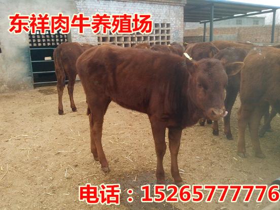 肉牛养殖技术分析15265777776本溪肉牛的价钱