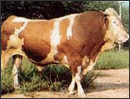 产品高档肉牛犊 肉牛养殖基地 山东畜牧