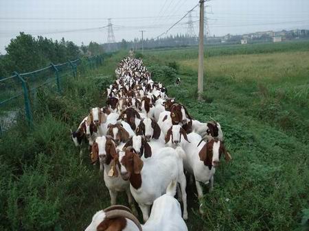 贵州肉牛养殖场山东肉牛价格牛犊肉驴多少钱一头15053777755