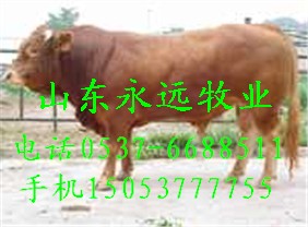 北京肉牛养殖场山东肉牛价格牛犊肉驴多少钱一头15053777755