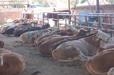 山西肉牛养殖成本长治肉牛养殖技术