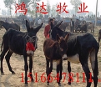 灵宝县畜牧业信息网 永城县畜牧业信息网