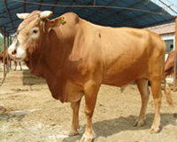 山东肉牛养殖场项目