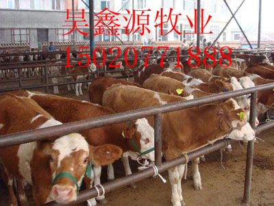 山东最大的肉牛交易市场肉羊养殖效益