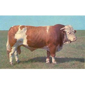 育肥西门塔尔牛效益分析养殖行情