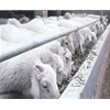 小尾寒羊养殖场养羊效益如何