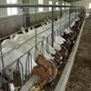 肉羊圈养技术内蒙古肉羊养殖品种