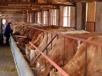 肉牛常见疾病防治及肉牛卫生防疫
