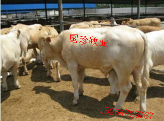 鲁西黄牛品牌养殖基地济宁肉牛养殖场