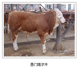 肉牛良种-改良肉牛养殖-养肉牛利润