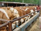 浙江肉牛养殖效益如何肉牛牛犊价格