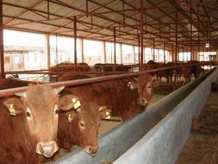 山东最大肉牛养殖场最多肉牛犊市场